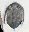 Beautiful, Bumpy Zlichovaspis Trilobite - #9568-2